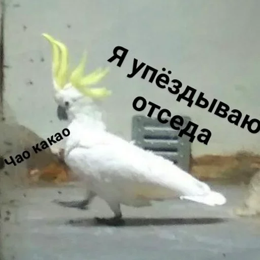 Эмодзи Meme Queen