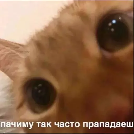 Эмодзи MeowBots 2