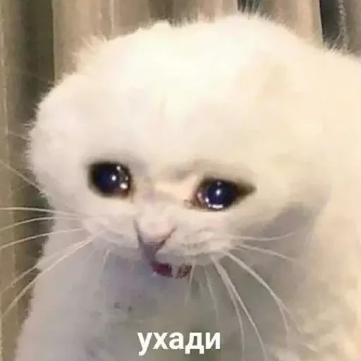 Эмодзи MeowBots 3