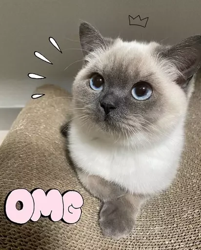 Эмодзи MeowBots 3