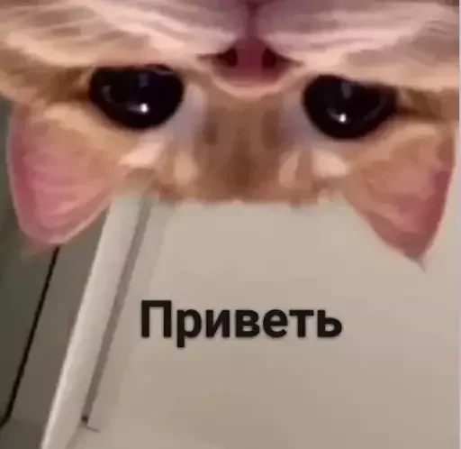 Эмодзи MeowBots 3