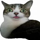 Эмодзи Мяу Please