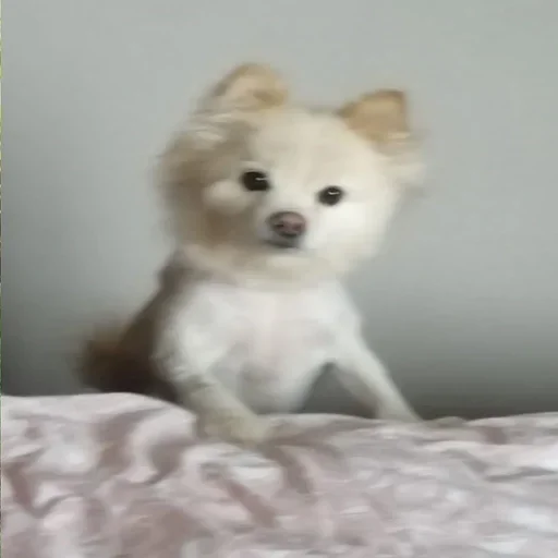 Эмодзи пёс мичик