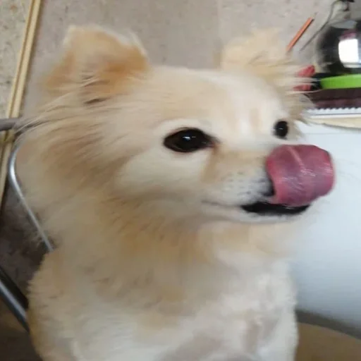 Эмодзи пёс мичик