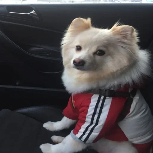 Эмодзи пёс мичик