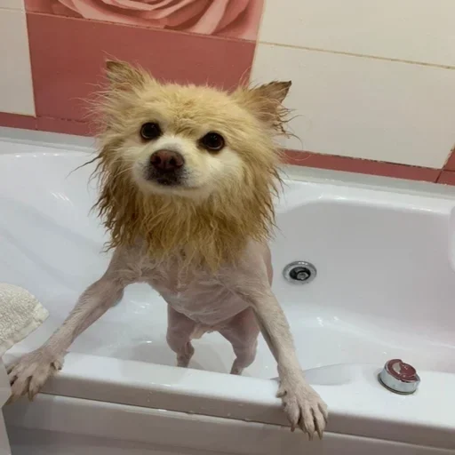 Эмодзи пёс мичик