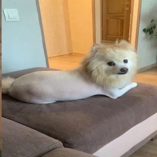 Эмодзи пёс мичик