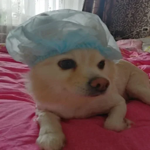 Эмодзи пёс мичик