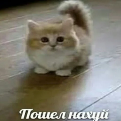 Эмодзи няшные стикеры и не только