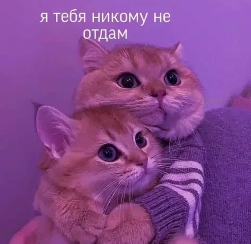 Эмодзи Милые Котики