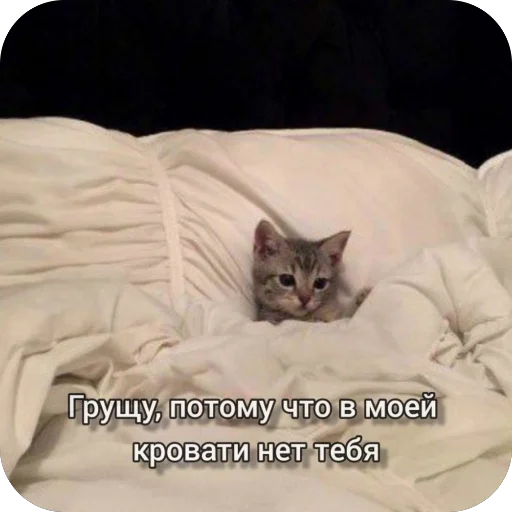 Эмодзи Милые котики