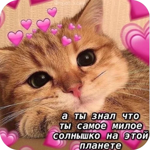 Эмодзи Милые котики