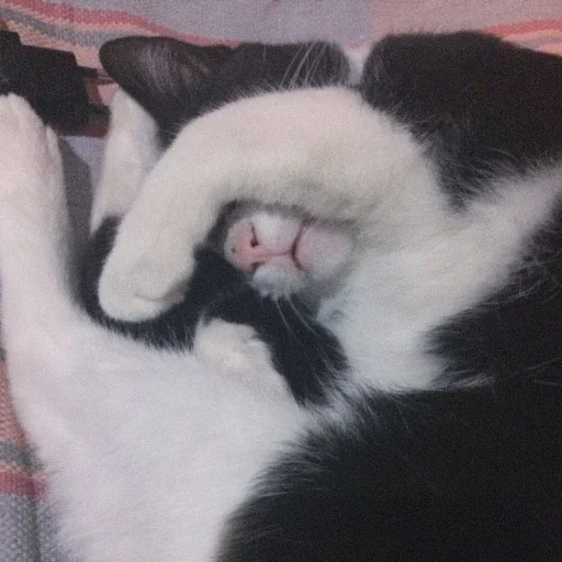 Эмодзи Miu Cats