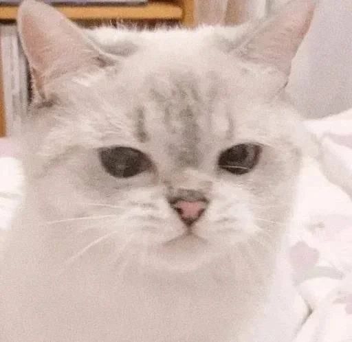 Эмодзи Miu Cats