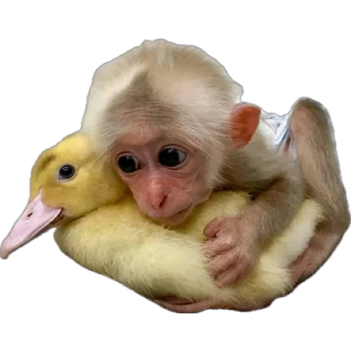 Эмодзи Monkey пон