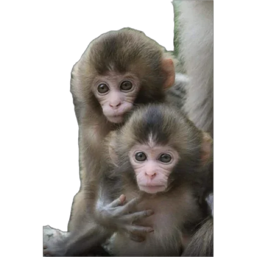 Эмодзи Monkey пон