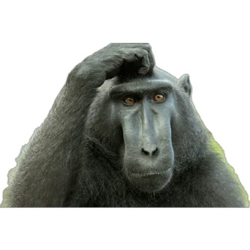 Эмодзи Monkey пон