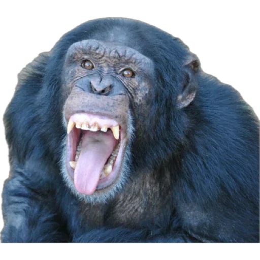 Эмодзи Monkey пон