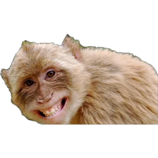 Эмодзи Monkey пон