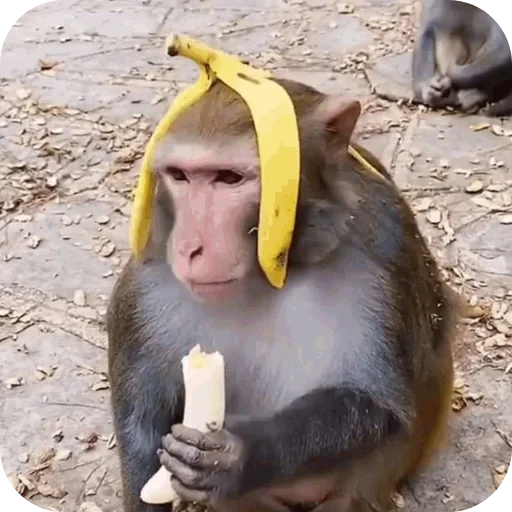 Эмодзи Monkeys