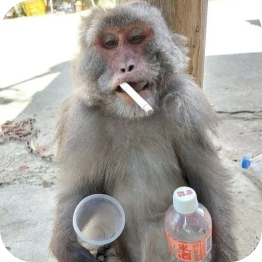 Эмодзи Monkeys