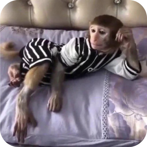 Эмодзи Monkeys