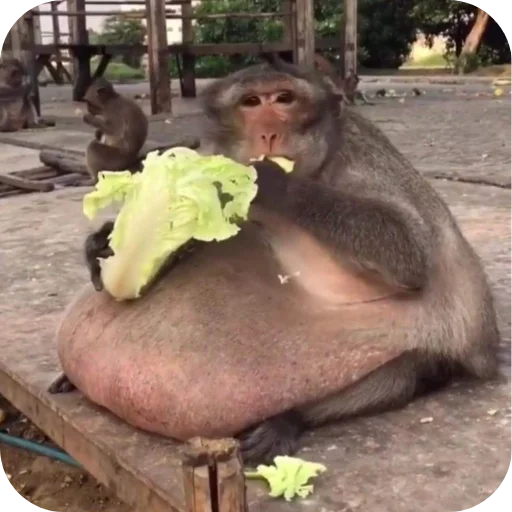 Эмодзи Monkeys