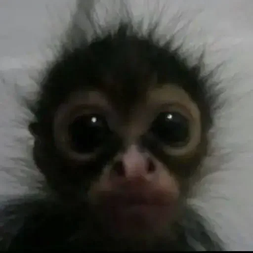 Эмодзи Monkey Memes