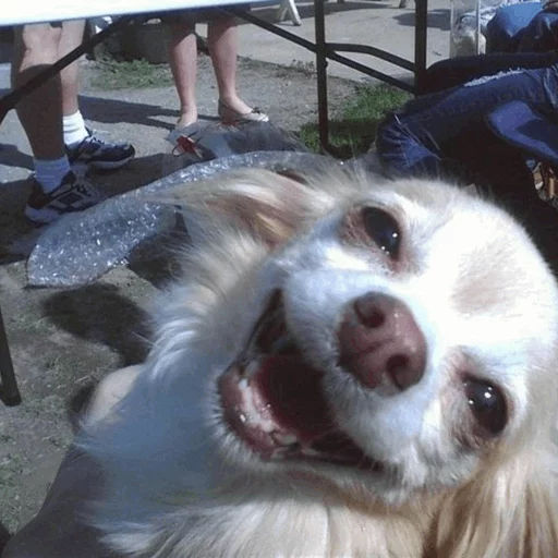 Эмодзи ~Mood🌵 "