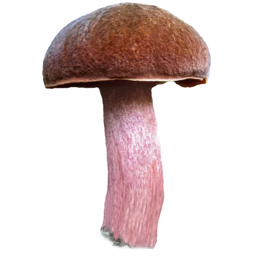 Эмодзи Грибной pack