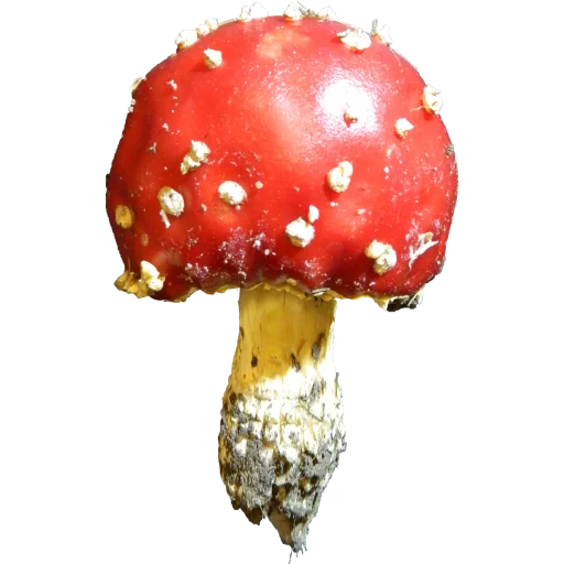 Эмодзи Грибной pack