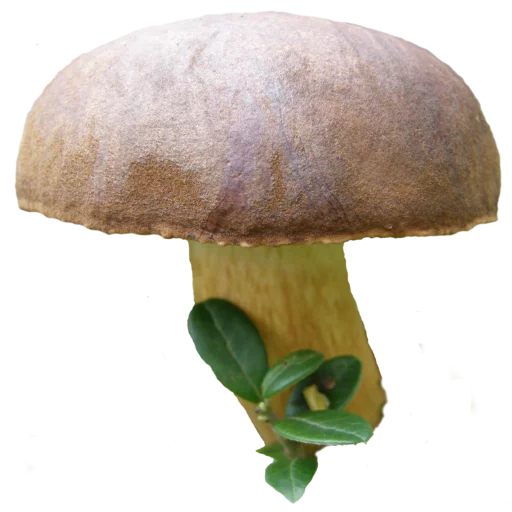 Эмодзи Грибной pack