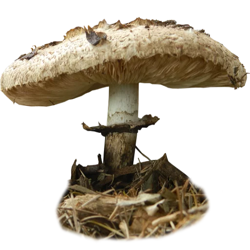 Эмодзи Грибной pack