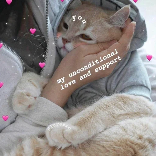 Эмодзи Котики