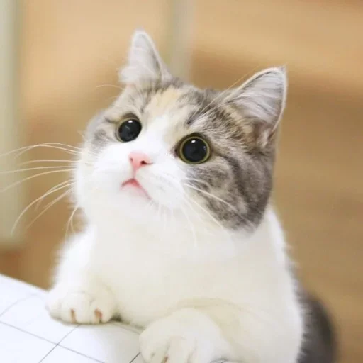 Эмодзи Котики