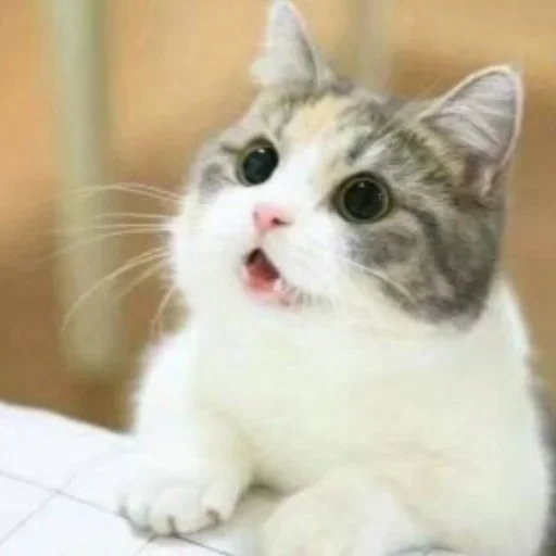 Эмодзи Котики