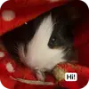 Эмодзи Guinea Pig