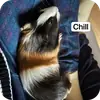 Эмодзи Guinea Pig