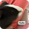 Эмодзи Guinea Pig