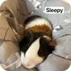 Эмодзи Guinea Pig
