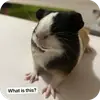 Эмодзи Guinea Pig
