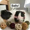 Эмодзи Guinea Pig