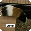 Эмодзи Guinea Pig