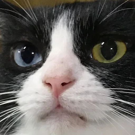 Эмодзи Мемасики