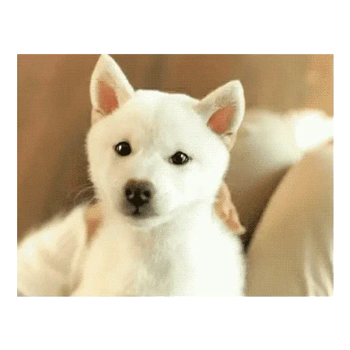 Эмодзи Мягкая шапочка