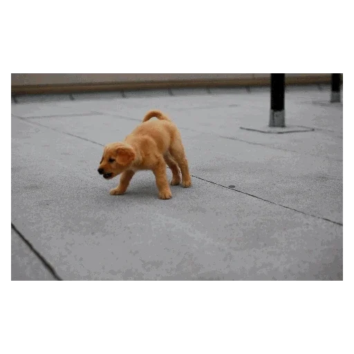 Эмодзи Мягкая шапочка