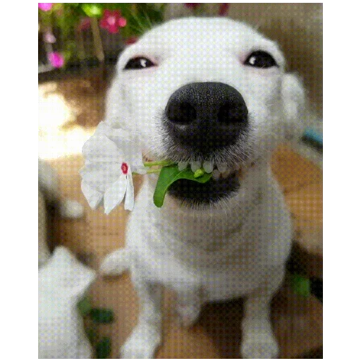 Эмодзи Мягкая шапочка