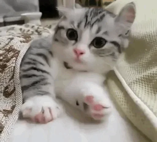 Эмодзи My imaginaruim cats