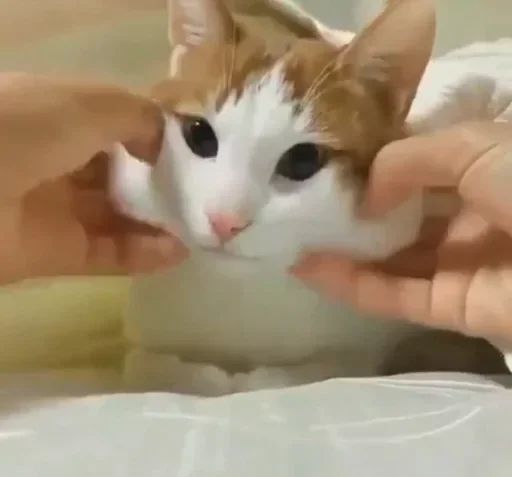 Эмодзи My imaginaruim cats