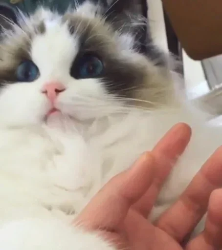 Эмодзи My imaginaruim cats